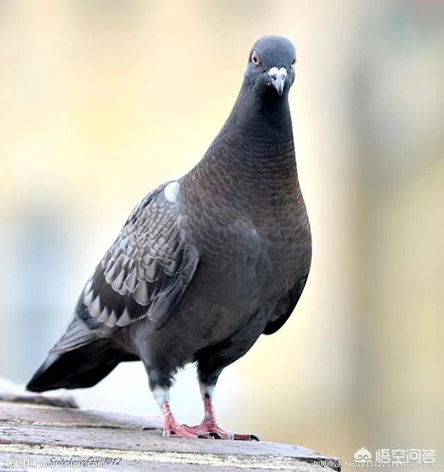 经常在电视剧里听到老北京上空嘤嘤嘤的声音是什么?