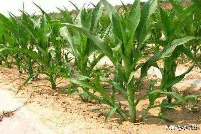 今天全国项城天气查询