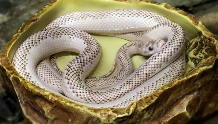 冬眠的动物有哪些 冬眠的动物有哪些