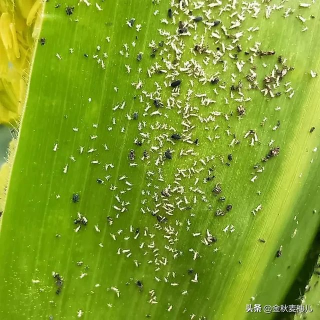 今天全国项城天气查询