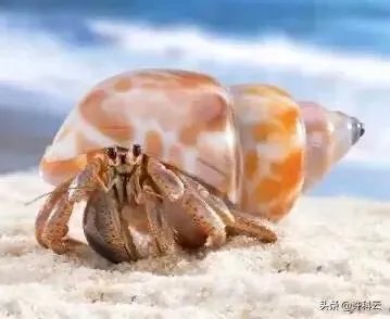 上联:请？下联:鱼虾月中游？