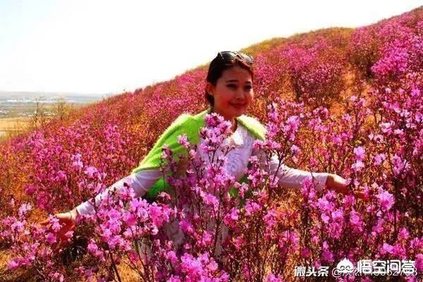 上联:春风似剪，剪开红花数万朵。求下联？