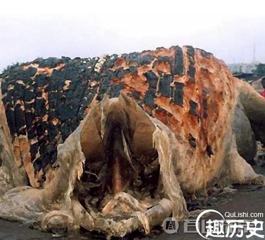 南非海怪是什么？揭秘南非海怪事件