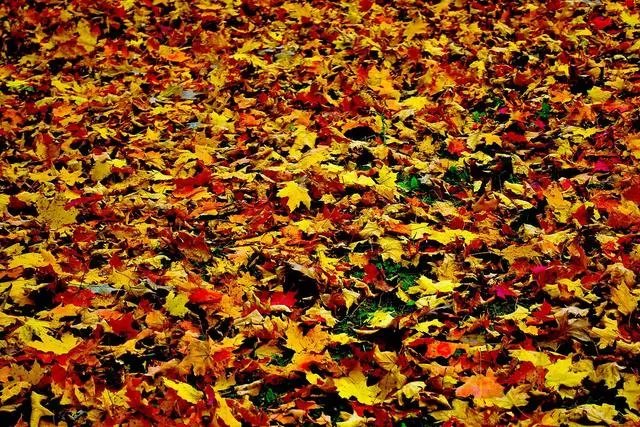 上联:春风似剪，剪开红花数万朵。求下联？