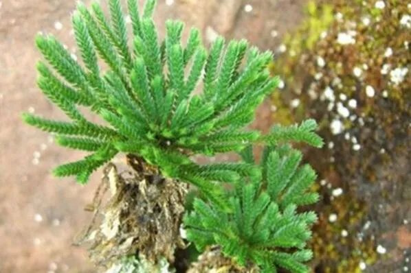 十大生命力顽强的植物 仙人掌上榜，第一被誉为“沙漠守护神”