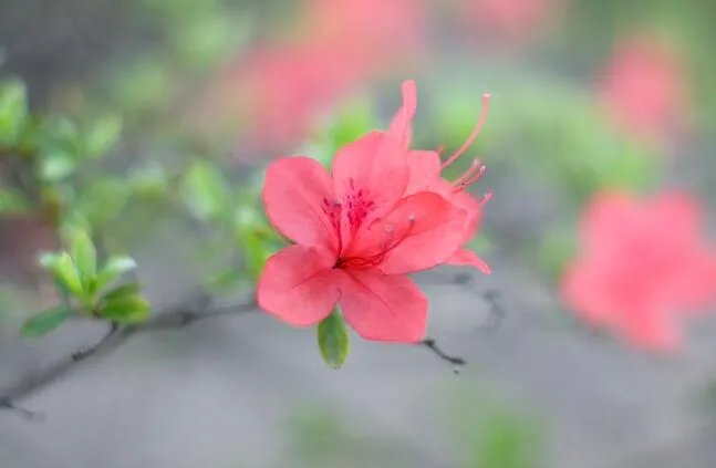 杜鹃花图片大全 杜鹃花养殖方法