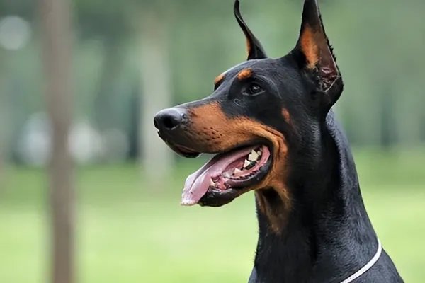 世界犬类智商排名