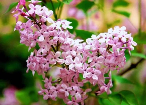 丁香及丁香结是什么