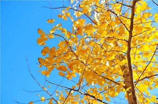 黄澄澄的“澄”怎么读？