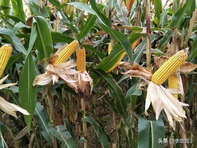 今天全国项城天气查询