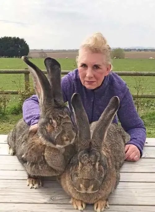 吉尼斯认证的世界最大兔子被偷 主人高额悬赏求找回