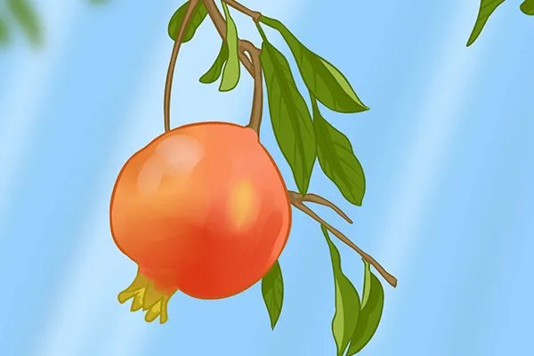 石榴都有什么营养