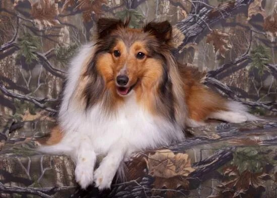 狗狗智商排名,79只最聪明的狗狗排名大全(泰迪第二)