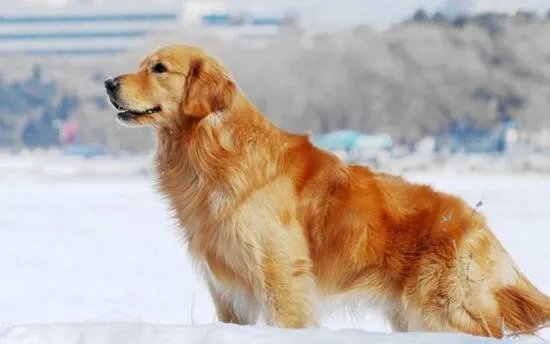 狗狗智商排名,79只最聪明的狗狗排名大全(泰迪第二)