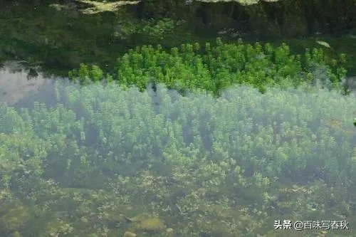 上联:请？下联:鱼虾月中游？