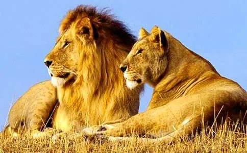 狮子座的运势怎么样呢