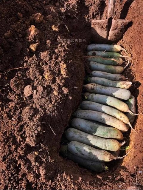 萝卜怎么做好吃?