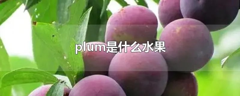 plum是什么水果