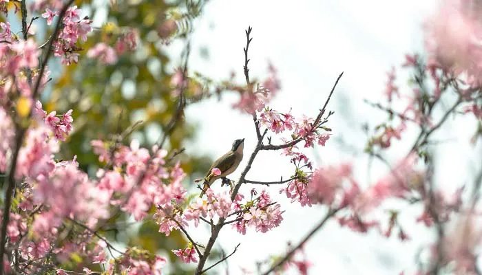 沁人心脾是什么意思 沁人心脾的意思是什么