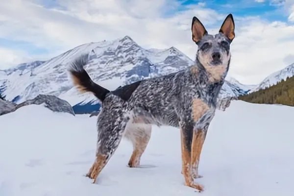 世界犬类智商排名