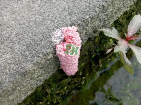 福寿螺卵怎么孵化?福寿螺卵多久孵化?