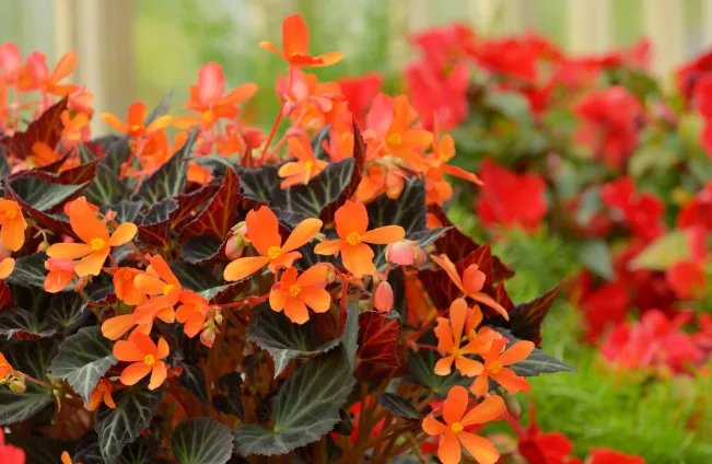 代表友情的花 象征友情的花及花语