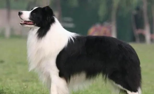 什么狗狗最聪明？狗的智商排名大全（附图片）