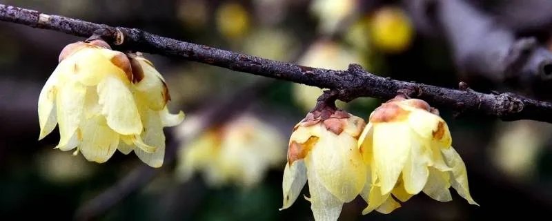 梅花香自苦寒来的上一句