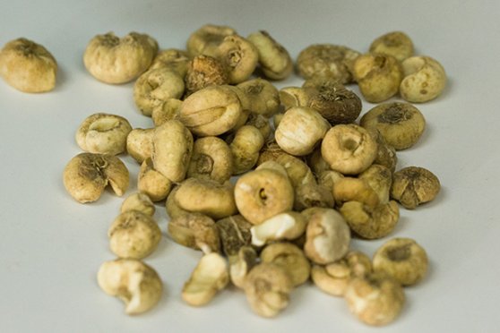 川贝母的功效和作用是什么