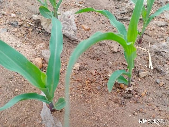 今天全国项城天气查询