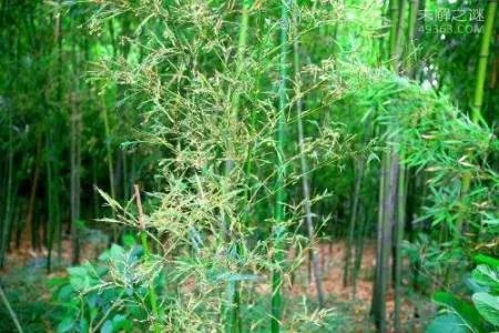 为何竹子开花成了不祥之兆？