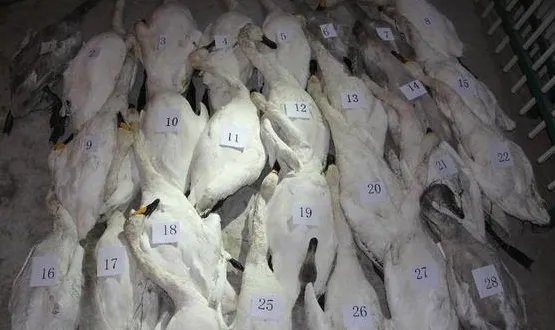 天鹅遭捕杀嫌犯落网 内蒙古小天鹅捕杀案告破7名嫌犯被抓