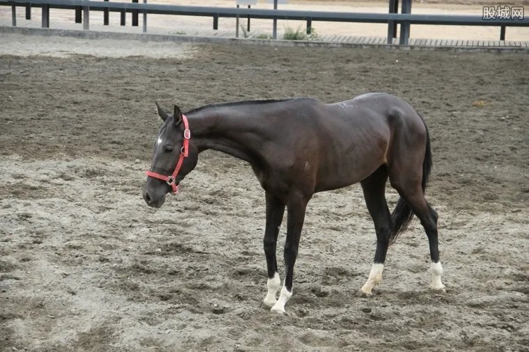 一匹马多少钱 一分钟告诉你答案！