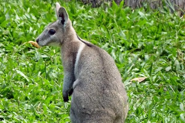 尖尾兔袋鼠:一种尾巴长尖刺的袋鼠(全球不足五百只)