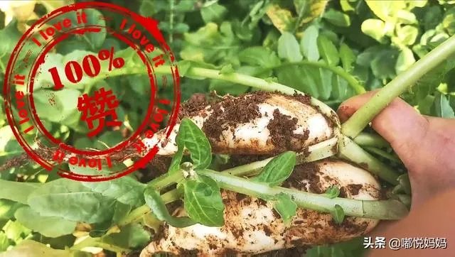 萝卜怎么做好吃?