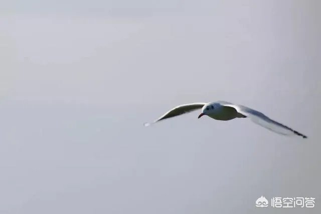 包头这个城市美不美？