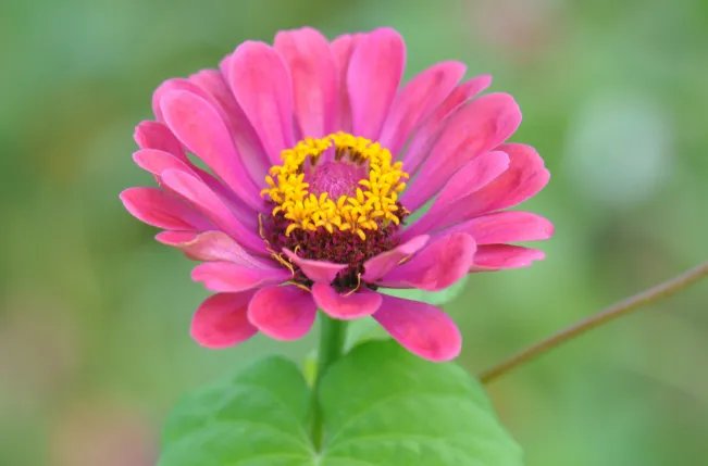 代表友情的花 象征友情的花及花语