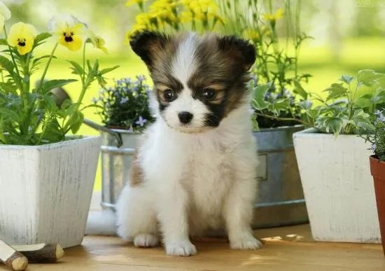 狗狗智商排名,79只最聪明的狗狗排名大全(泰迪第二)