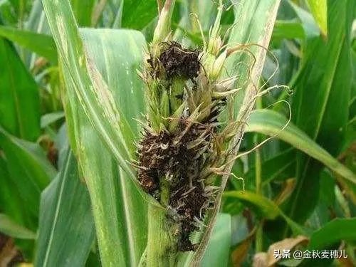 今天全国项城天气查询