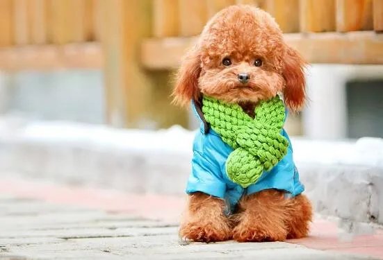 狗狗智商排名,79只最聪明的狗狗排名大全(泰迪第二)