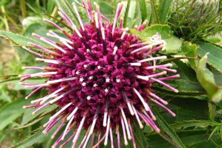 中药白术的图片