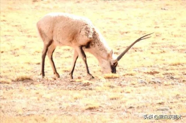 去西藏有什么意义