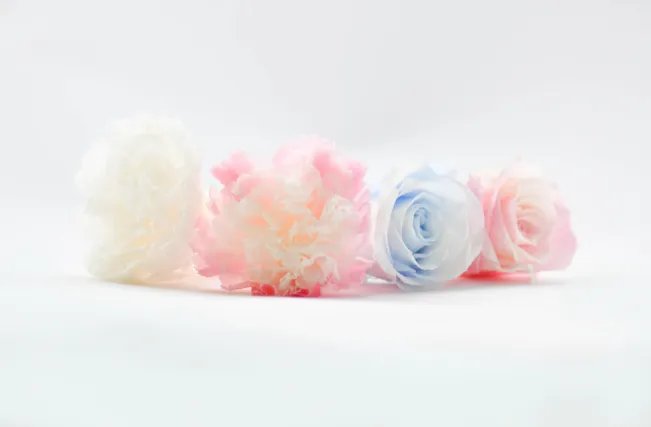 代表友情的花 象征友情的花及花语