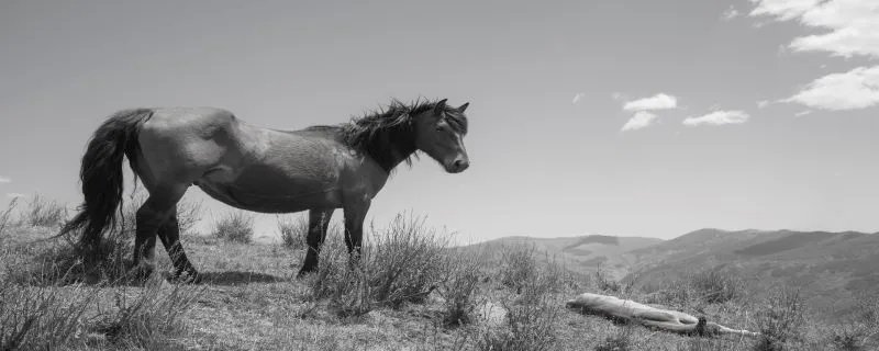 属马人的婚姻与命运 属马的人婚姻运势如何