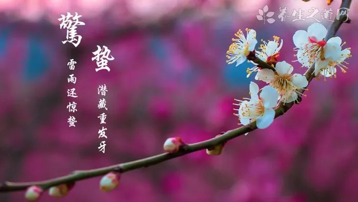 菊花茶的种类与功效