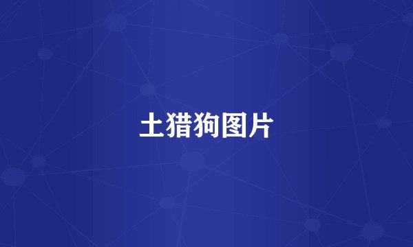 土猎狗图片