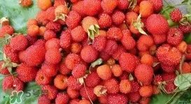 野草莓能吃吗？野草莓图片