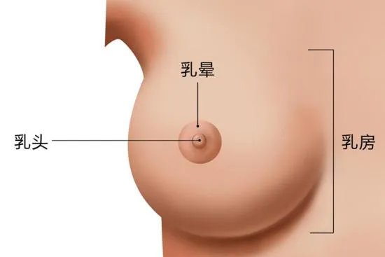 正常乳房图片