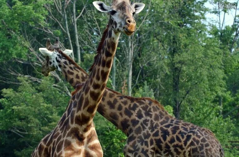 郑州动物园门票多少钱 郑州动物园好玩吗