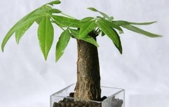 发财树的养殖方法和注意事项